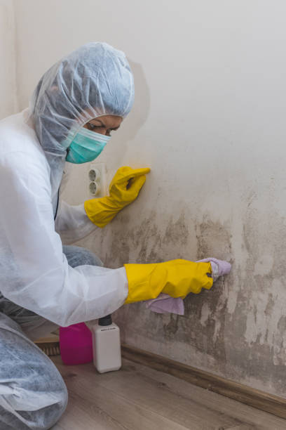 Best Mold Damage Restoration  in Berkeley, IL